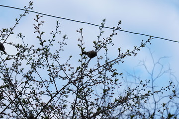 birds in the spring on a flowering tree