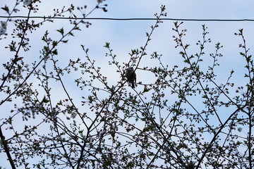 birds in the spring on a flowering tree