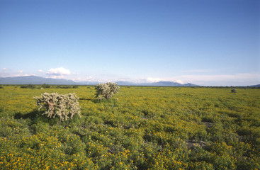 Obraz premium Landschaft in Mexico