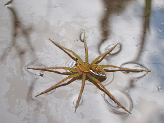 spinder in water