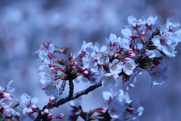 Japanese national flower cherry blossom.