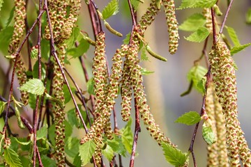 Blüten und Blätter der Birke