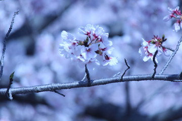 Japanese national flower cherry blossom.