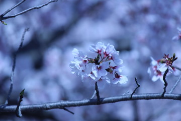 Japanese national flower cherry blossom.