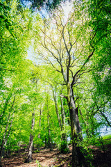 Grüner Wald im Frühling