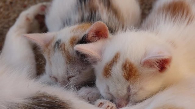 chatons qui tetent