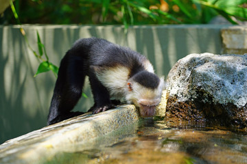 A white-headed capuchin monkey (cebus capucinus) by the pool in Peninsula Papagayo, Guanacaste, Costa Rica