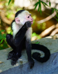 A white-headed capuchin monkey (cebus capucinus) by the pool in Peninsula Papagayo, Guanacaste, Costa Rica