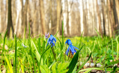 Primrose, Scilla spring flower under the warm rays of spring sunlight