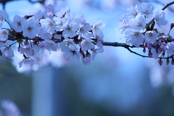Japanese national flower cherry blossom.
