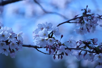 Japanese national flower cherry blossom.