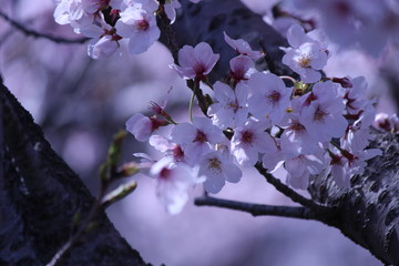 Japanese national flower cherry blossom.