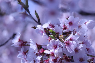 Japanese national flower cherry blossom.