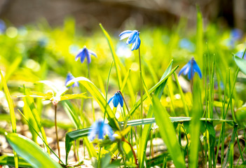 Primrose, Scilla spring flower under warm rays of spring sunlight, Easter card.