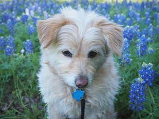 Cute  little dog sitting in field of Bluebonnets