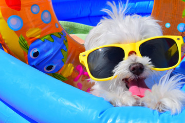 funny dog puppy with sunglasses in the pool