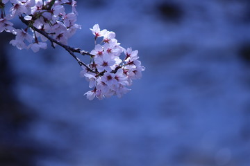 Japanese national flower cherry blossom