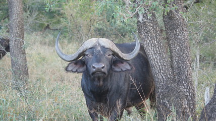 Afrika Buffalo