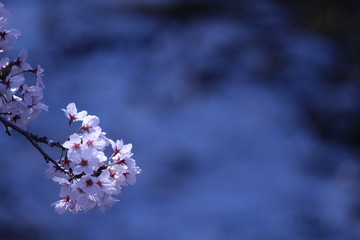 Japanese national flower cherry blossom