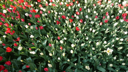 Tulpen © Benjamin