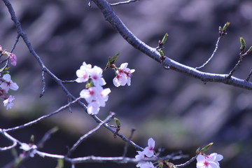 Japanese national flower cherry blossom
