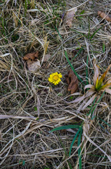 The first flower mother and stepmother in early spring. Yellow flower.