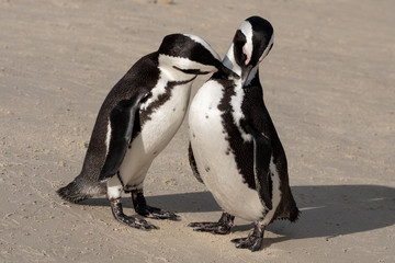 African penguins at Boulders Beach in Simonstown, Cape Town, South Africa.