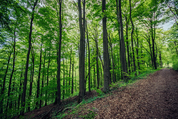 Grüner Wald im Frühling