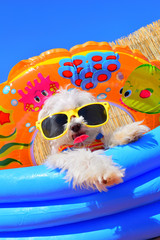 funny puppy dog with sunglasses in the pool