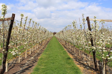 Fototapeta na wymiar a beautiful view of an orchard with two rows of pear trees with white blossom flowers in an orchard in the dutch countryside and a blue sky with clouds in the background in springtime