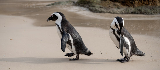Fototapeta premium African penguins at Boulders Beach in Simonstown, Cape Town, South Africa.