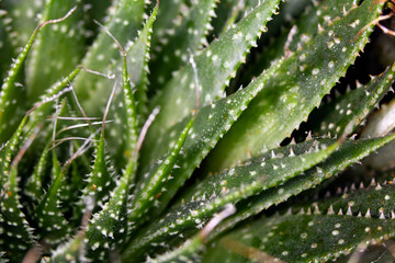 Close Up of Cactus Succulent Plant Macro Abstract