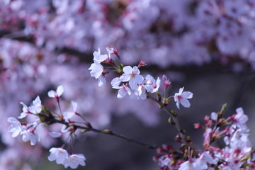 Japanese national flower cherry blossom