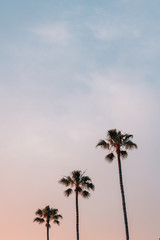 Fototapeta premium Palm trees at sunset, in Laguna Beach, Orange County, California