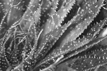 Close Up of Cactus Succulent Plant Macro Abstract