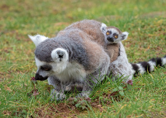 Portrait of a very small lemur katta cub with mother, the Netherlands