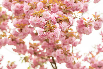 Fototapeta premium closeup fruit tree pink flowers spring blossom