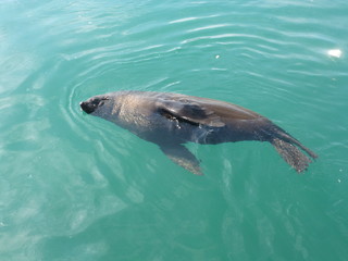 Seelöwe