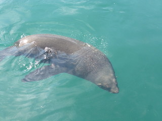 Obraz premium Seelöwe