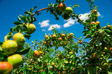 Apples grows on a branch among the green foliage
