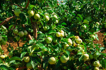Apples grows on a branch among the green foliage