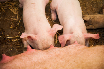 Little pigs breastfeeding in a pig farm