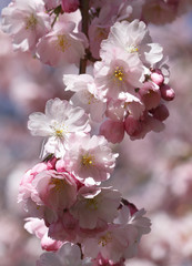 Wunderschöne Kirschblüten und Knospen zart rosa und weiß im Sonnenlicht