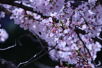 Japanese national flower cherry blossom