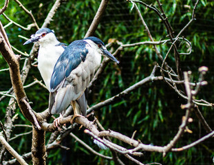 Pair of birds with blue feathers