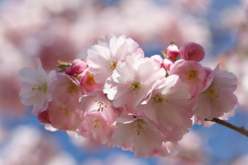 Wunderschöne Kirschblüten und Knospen zart rosa und weiß im Sonnenlicht