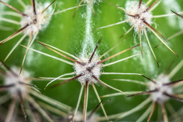 Close Up of Cactus Succulent Plant Macro Abstract
