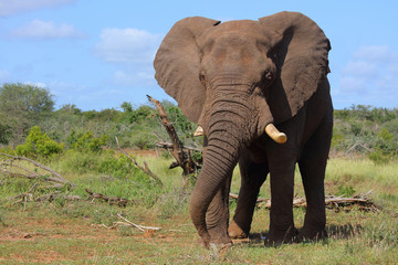 Afrikanischer Elefant / African elephant / Loxodonta africana