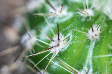 Close Up of Cactus Succulent Plant Macro Abstract