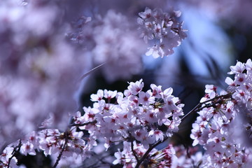 Japanese national flower cherry blossom